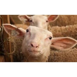 Valley Shepherd Creamery