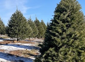 Cut Your Own Christmas Tree