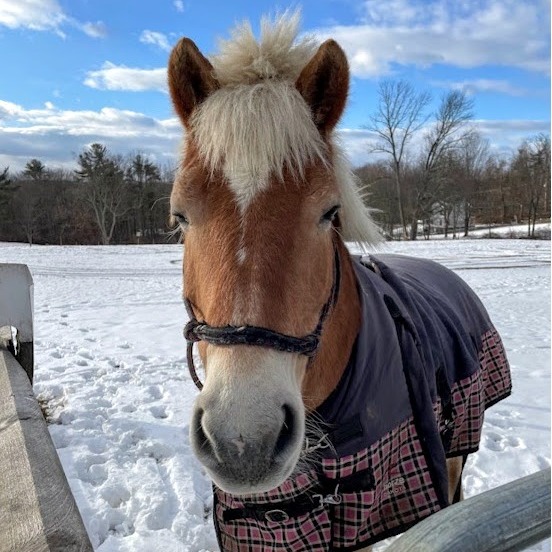 Photo by Alstede Farms on December 28, 2025. May be an image of horse, pony and text.