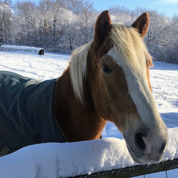 Photo by Alstede Farms on December 28, 2025. May be an image of horse, pony and text.